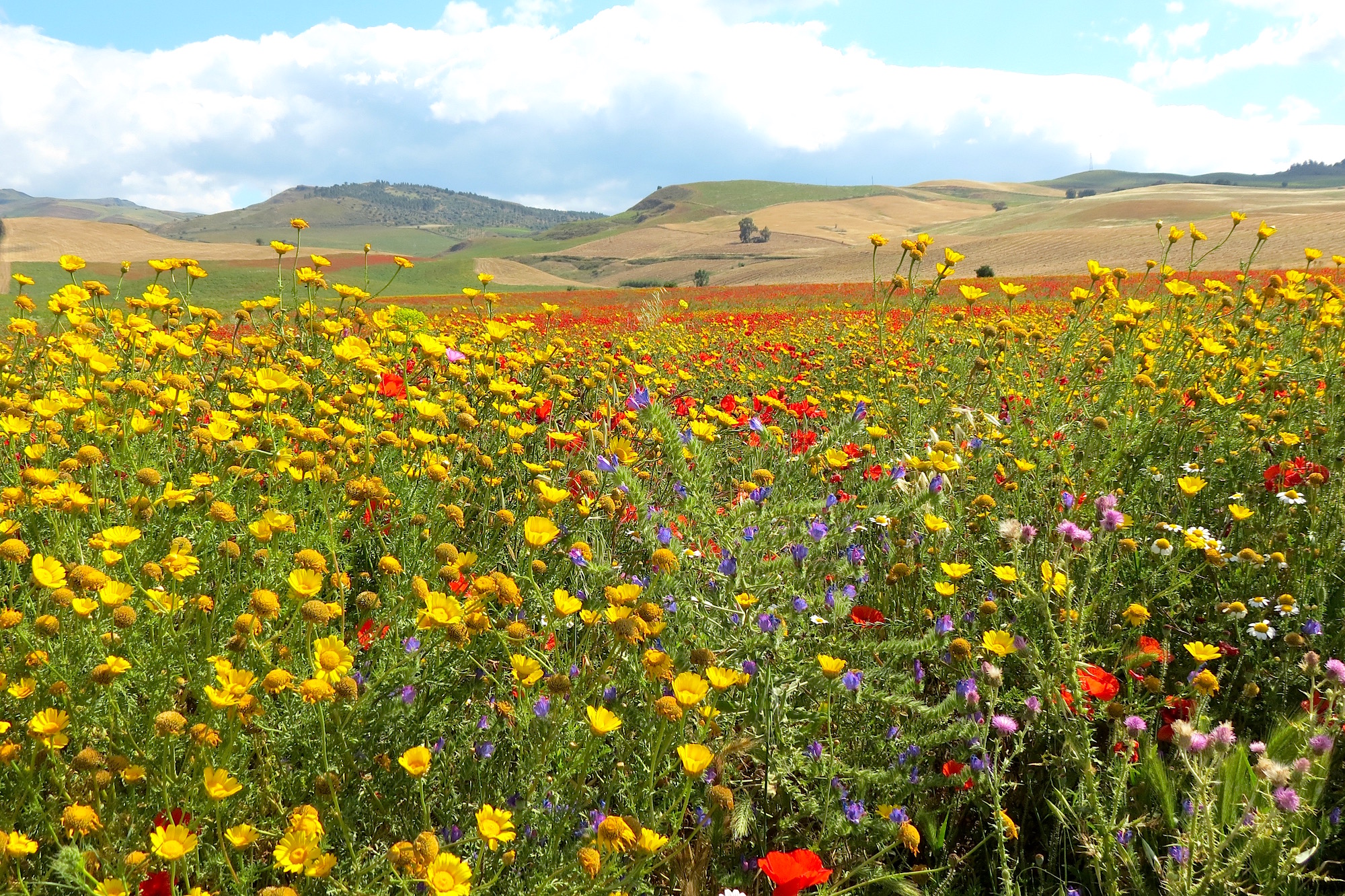 Hidden Sicily Esplora