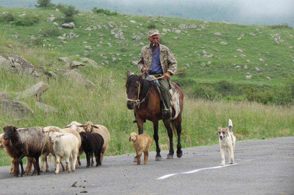 A shepherd in Armenia