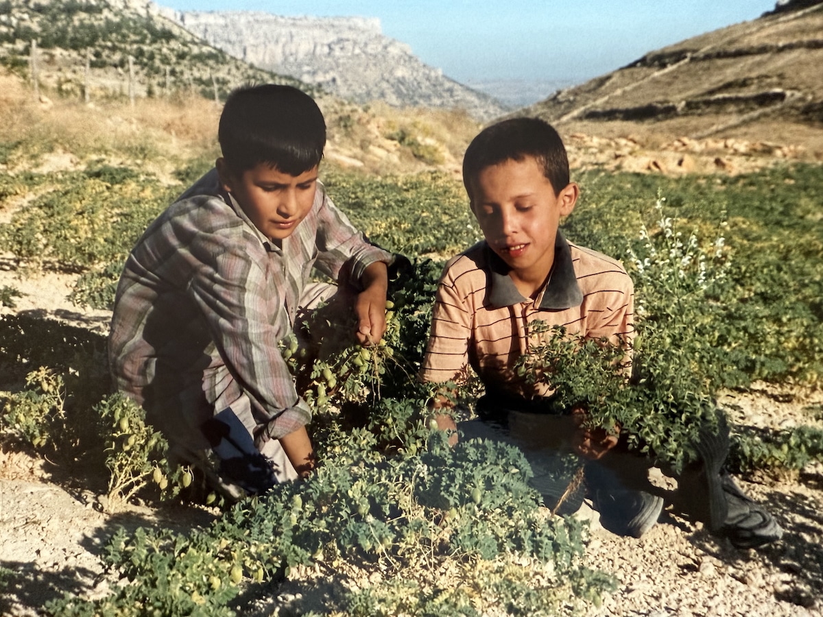 Boys Picking Chickpeas