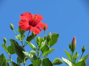 Hibiscus on Panarea
