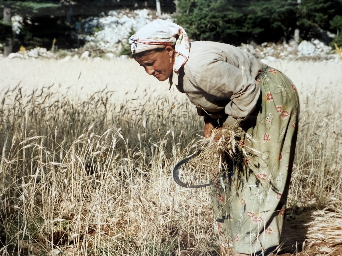 Woman Harvesting