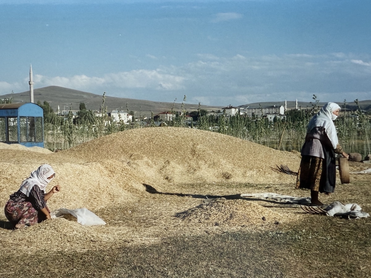 Women Winnowing Grain near Ardahan