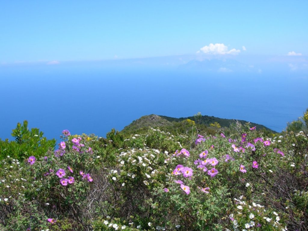 Cistus on Filicudi