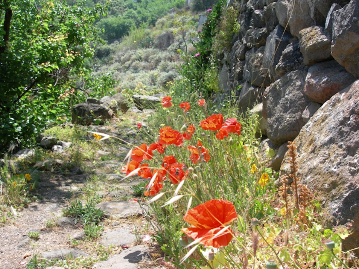 Poppies on a Path on Alicudi