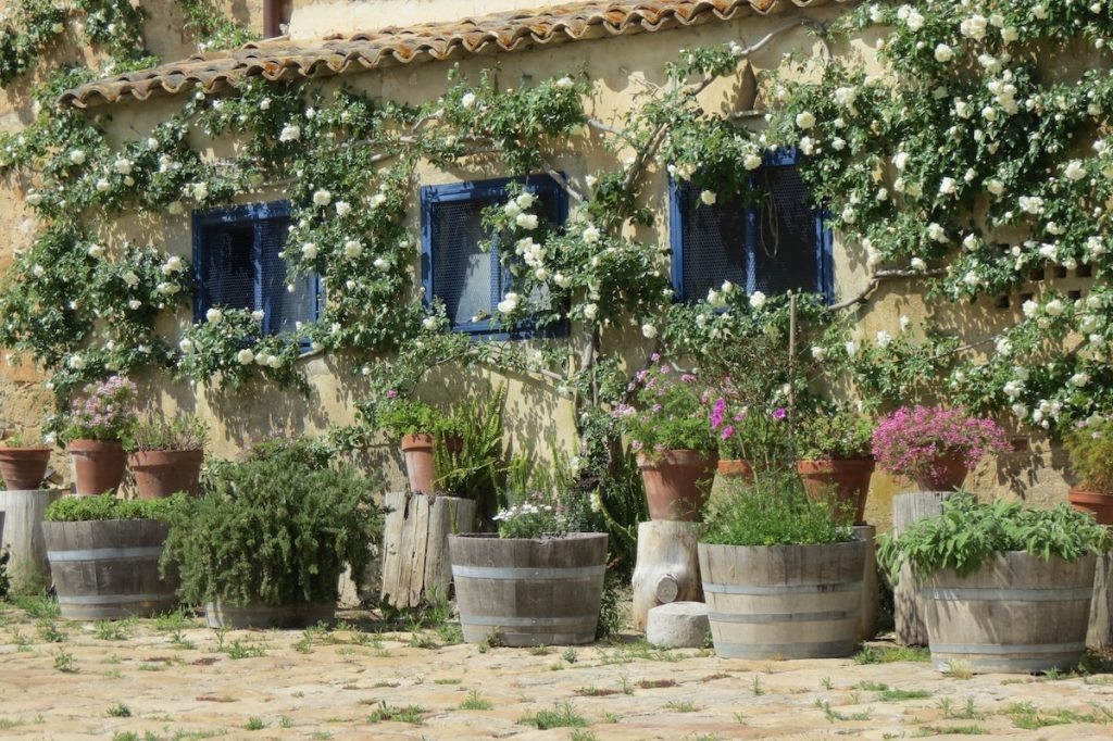 Pots of Herbs at Regaleali