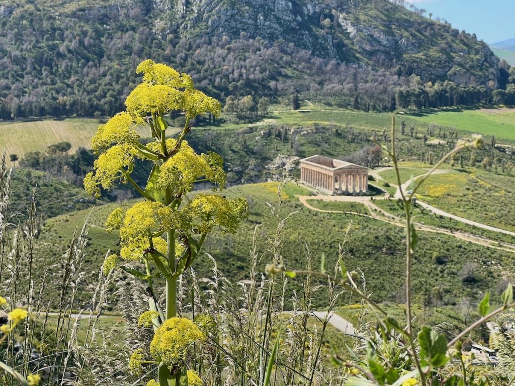 View of Temple of Segesta