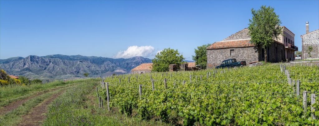 Vineyard on Mt. Etna