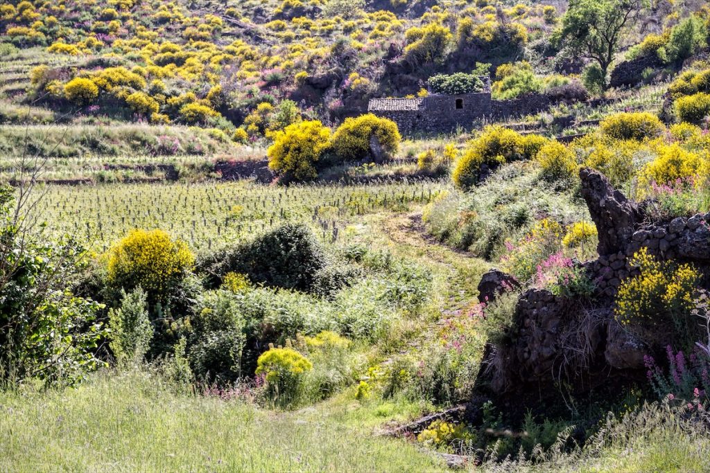 Vineyard on Mt. Etna