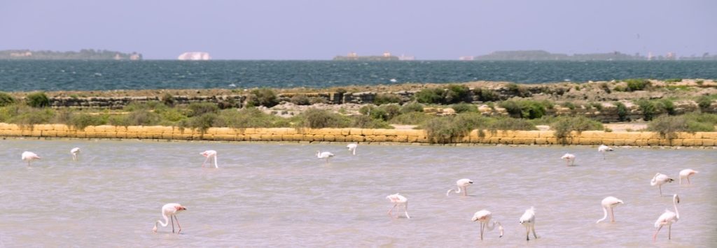 Flamingoes near Trapani