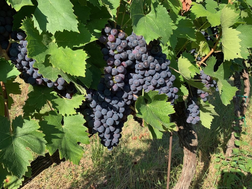 Sagrantino Grapes